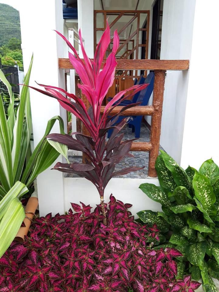 Bella Vita Guest House Busuanga Eksteriør billede
